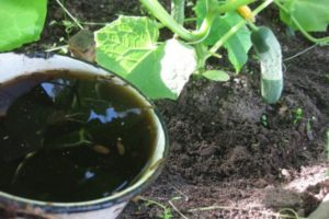 Com alimentar els cogombres amb fang de mulleina, cavall i conill