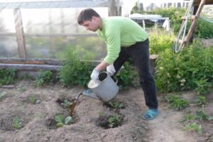 Hvordan og hvordan man foder blomkål i det åbne felt