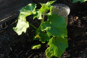What to do if cucumber seedlings are frozen, what temperature can they withstand