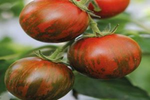 Kenmerken en beschrijving van de tomatenvariëteit Gestreepte vlucht, beoordelingen van tuinders