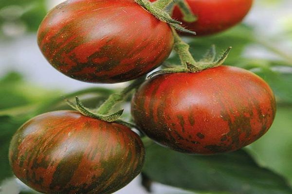prúžkované paradajky