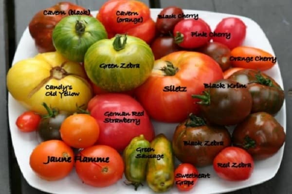 salát rajčata