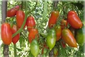 Bir serada Sibirya için en iyi ve en verimli domates çeşitleri