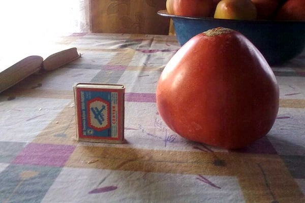 sensei paradajka