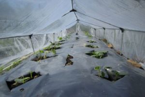 Hoe komkommers in het open veld onder een film te planten en te laten groeien