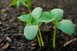 How to plant, grow and care for cucumber seedlings