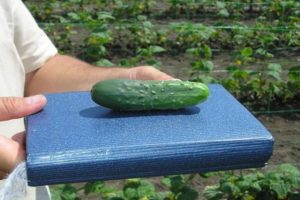Description of the best varieties of late and mid-season cucumbers for open ground