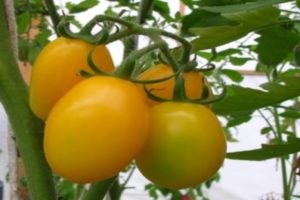 Pomidorų veislės Radunitsa charakteristikos ir aprašymas, sodininkų apžvalgos