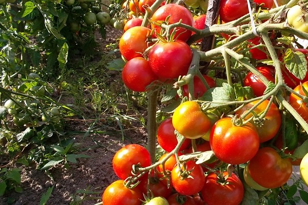 עגבניות צדדיות