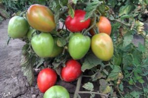 הזנים הטובים ביותר עם גידול נמוך עגבניות יצרניות מוקדמות לקרקע פתוחה