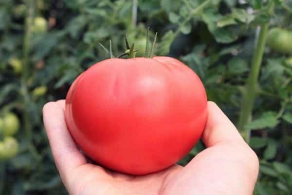 unprätentiöse Tomaten