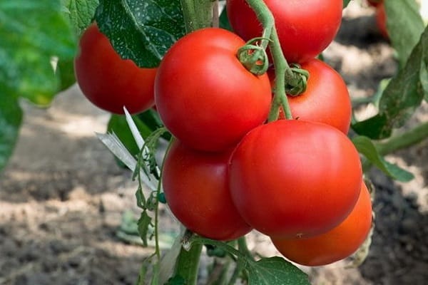 vysoko výnosné paradajky