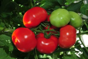 En iyi erken domates çeşitlerinin gözden geçirilmesi, nasıl ve ne zaman ekileceği