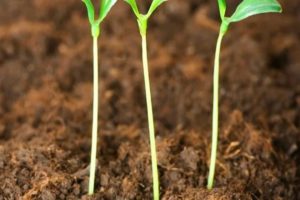 Hvorfor strækkede agurkplanter ud, og hvad de skal gøre