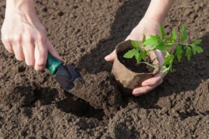 Come piantare e coltivare piantine di pomodoro in vasi di torba