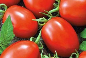 Description of the Matador tomato variety and its characteristics