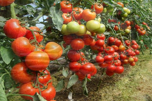 paradajky v zemi