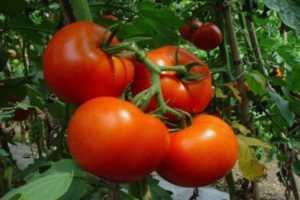 Description of the Shakira tomato variety and its characteristics