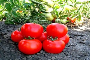 Beskrivelse af tomatsorten Shasta, der vokser og plejer planten