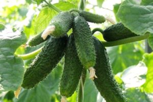 Revisión de las mejores variedades de pepinos de maduración temprana temprana para campo abierto e invernaderos
