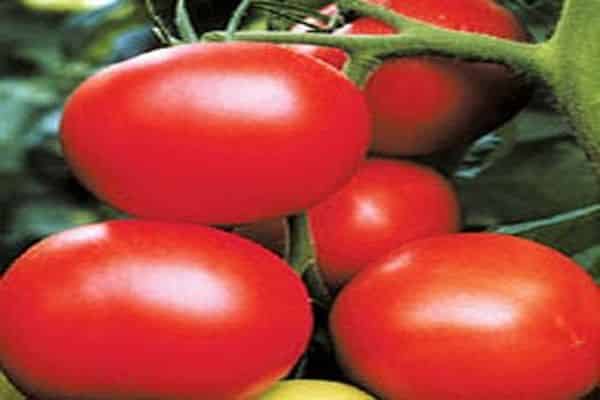 Tomaten slawisches Meisterwerk