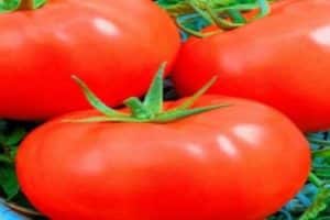 Descripción de la variedad de tomate Obra maestra eslava, cuidado de las plantas.