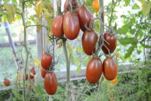 Description of the variety of tomato Plum Black, its characteristics