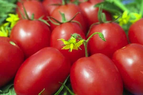 tomaatti luumu