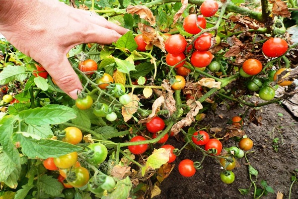 Vitebsko pomidorai