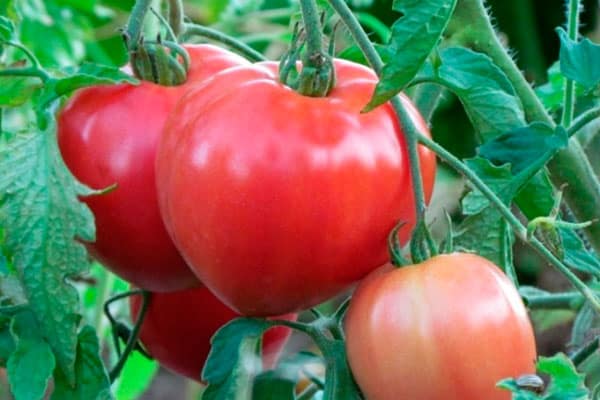 Tomatenbüsche Julia