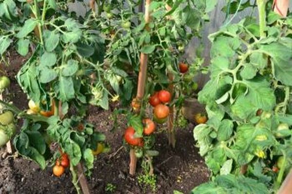 tomatoes in the ground
