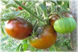 Beskrivelse af Qingdao-tomatsorten, dens udbytte og dyrkning