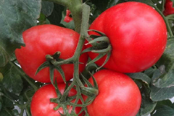 Akulina paradajka