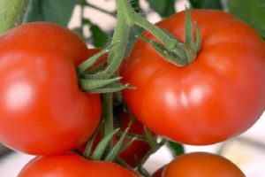 Opis odmiany pomidora Akulina, jej cech i plonu