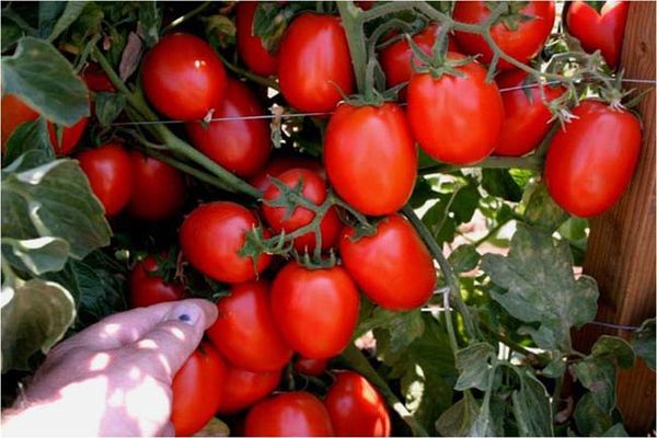Pflege des Tomatenamulettanbaus