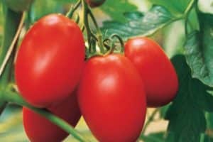 Kenmerken en beschrijving van de tomatenvariëteit Amulet, de opbrengst