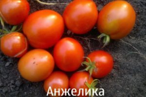 Kuvaus tomaatti Angelica -lajikkeen ominaisuuksista