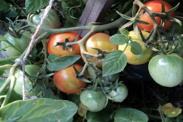 tomate barnaul