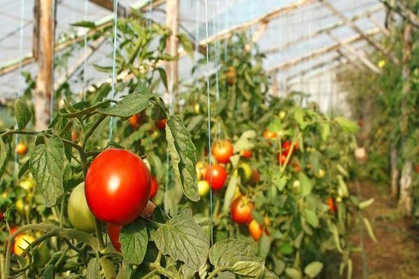 Tomates en invernadero