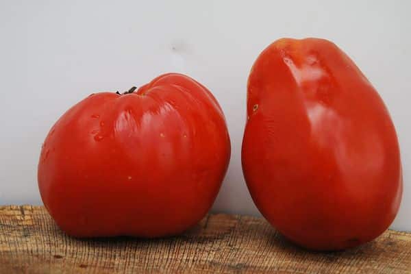 Grandi pomodori