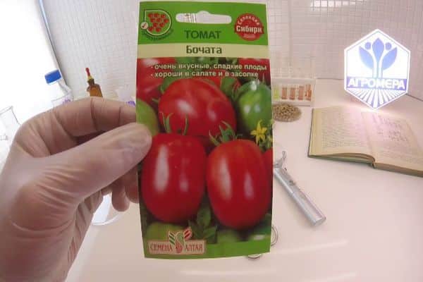 بذور الطماطم