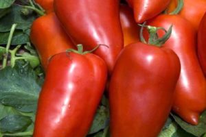 Bonanza muz domates çeşidinin tanımı ve özellikleri