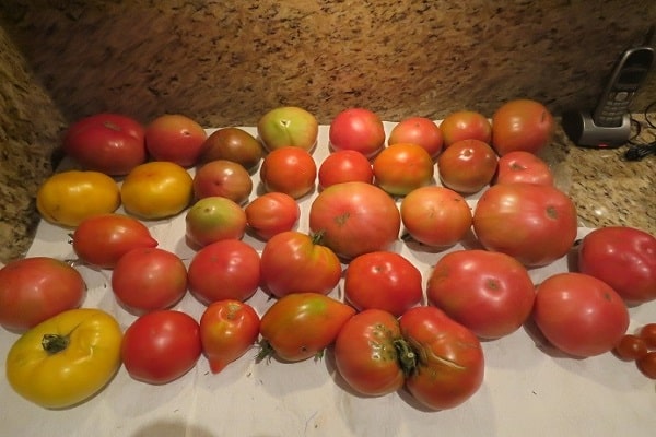 Tomatenanwendungen