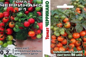 תיאור מגוון העגבניות Cerrinano בשיטות הגידול שלו