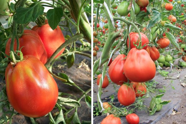 Tomatenbüsche