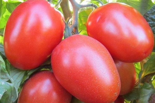 Pomidorų vaisiai
