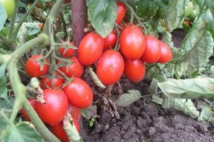 Beskrivelse af tomatsorten Pindsvin, dens udbytte og dyrkning