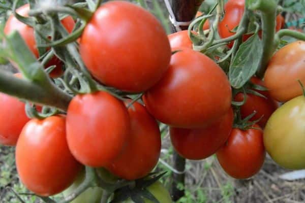 Krzew pomidorowy