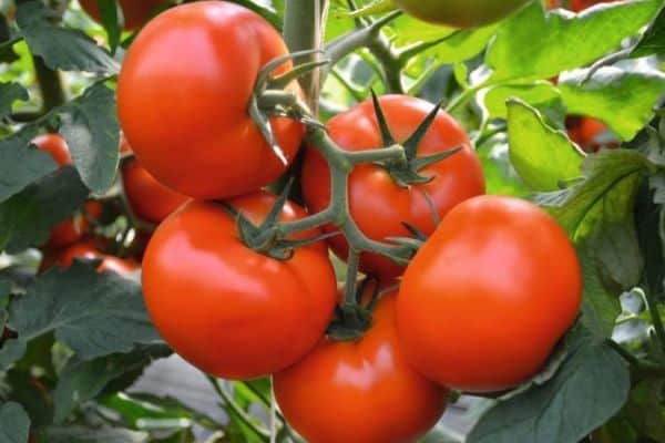 Arbusto de tomate