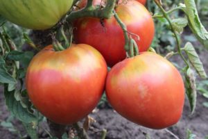 Descrizione della varietà di pomodoro Freken Bock, consigli per la coltivazione e opinioni dei giardinieri